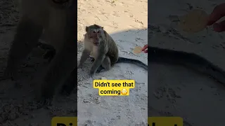 Watch to the END/ Monkey in Bali #monkey #shorts  #animals #lucky