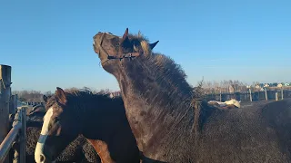 жеребец подбирает себе кобылу по запаху