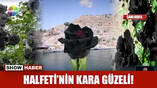 Halfeti'nin kara güzeli!