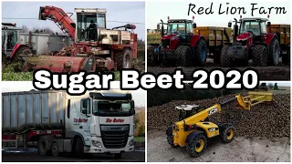 Sugar Beet 2020 | Red Lion Farm