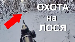 Охота НА ЛОСЯ. УДАЧНЫЙ выезд на охоту.