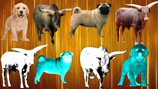 CUTE COW PUZZLE //African Bill and cute dog puzzle video//Funny Bull and dog puzzle#Puzzledunia