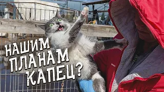 Cпасение животных/ Кто из питомцев поедет в новый дом?