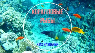 Неземная красота подводного мира. Коралловые рыбы и их названия.