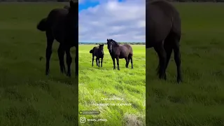 Немного северной романтики. Уникальная Мезенская порода лошадей