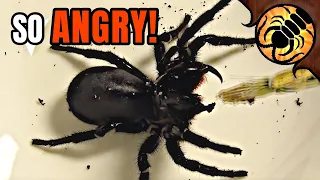 Pet Funnel-web spider does NOT enjoy bath time