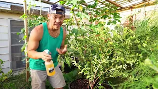 BLUEBERRIES IN CONTAINERS EPISODE 6: Soil is too acidic! How to fix with fast result!