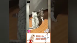 приколы с животными , смех до слез , смешные коты и собаки #shorts #cat #tiktok #dog