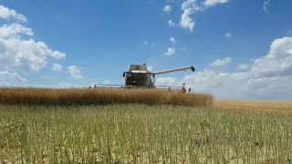 Claas Lexion 580 & V900 Raps Harvesting (Szabó-Farm)