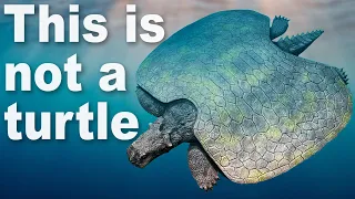 Every Time Things Have Evolved Into Turtles