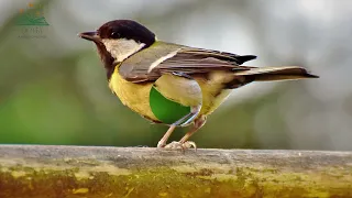 Great Tit Sing (BÜYÜK BAŞTANKARA) ÖTÜŞ