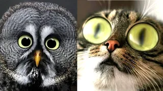 😹 Süße und Lustige Tiere! 2019 😺 Lustige Tiere zum Totlachen! vol.16 》 Funny DuTube