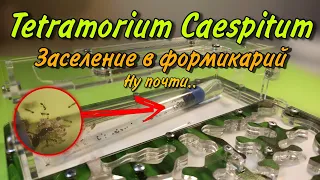 Переселение Tetramorium Caespitum в Формикарий! Ну почти... // Tetramorium Caespitum.