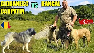 KANGAL VS CIOBANESC CARPATIN! CARE ESTE SUPERIOR?DISCUTII CU DAN DE LA CAMPINA.