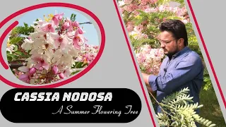 Cassia nodosa || Cassia javanica || Java cassia | pink shower/apple blossom tree/rainbow shower tree