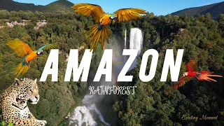 Amazon 4k  The World`s Largest Rainforest