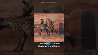Female Hyenas Pseudo Penis  | Nature Quest Daily | #shorts