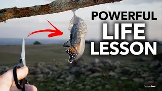 Unforgettable Story of The Butterfly and The Cocoon - Struggles Give Us Strength