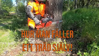 Hur man fäller träd - basics!