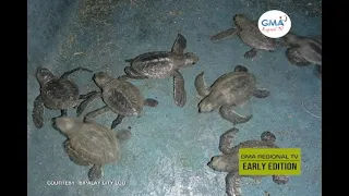 GMA Regional TV Early Edition: #PampaGoodVibes, Mga Baby Green Sea Turtle Ginbuy-an sa Dagat