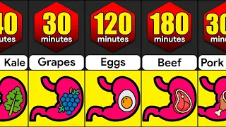 How Long Do Foods Stay In Your Stomach? | Comparison