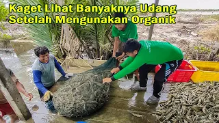 Tambak Udang Tradisional | Hasil Pupuk Organik Plus Panen Jauh Lebih Baik.