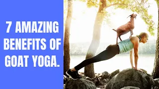 7 Amazing Benefits Of Goat Yoga EXPLAINED!!!