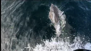 Skye Dolphins