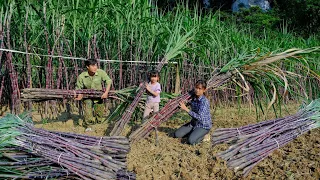 Harvesting purple sugarcane, cooking sugarcane molasses in the traditional manual way -Building Life