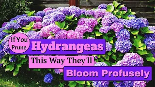 If You Prune Hydrangeas This Way They'll Bloom Profusely