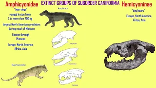 CARNIVORE SUBORDER CANIFORMIA