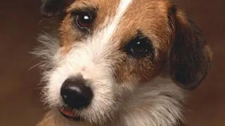 Meet Eddie: The Beloved Canine Star of Frasier!