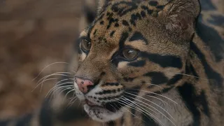 Little Rock Zoo Visit - Panasonic Leica 200mm f/2.8, Panasonic GH5M2 VLOG-L