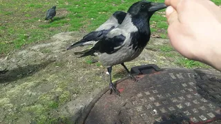 Иногда тётушка старшая ворона  думает,что я корм 😅😄🥗🦅👍