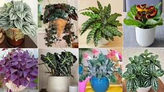 23 Cold Tolerant Indoor Plants | Indoor Plants for cold room | Plant and Planting