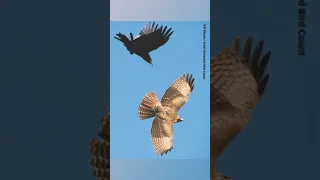 Bayckyard Birding Tips: How to ID a Red Tailed Hawk