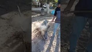 el guero de la brecha ,haciendo mezcla aguada