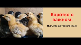 ЭТО ВАЖНО! Цыплята от вывода до трёх месяцев. Коротко обо всём.Chicks from hatching to three months.