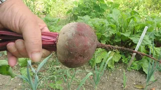 Aus den Schrebergarten , Gartenrundgang Juli