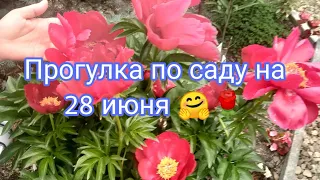 МОЙ ПРЕКРАСНЫЙ САД🤗🌺💐 ПРОГУЛКА ПО ЦВЕТУЩЕМУ САДУ 🌹🌹🌹