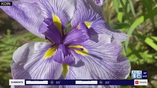 Iris blooms bring a splash of color to Portland’s Japanese Garden