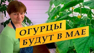 Огурцы будут в мае. Приступаем к посеву