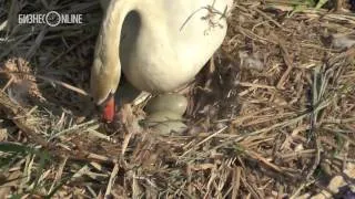 Орнитолог о том, что может помешать лебедям на Кабане высидеть яйца