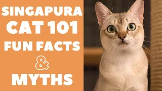 Singapura Cats 101 : Fun Facts & Myths