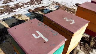 23.02.2021 ІНТЕНСИВНО ОБЛІТАЮТЬСЯ БДЖОЛИ🐝🐝🐝