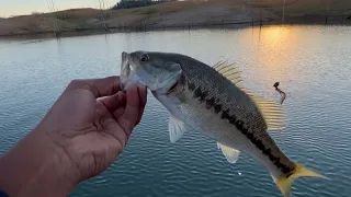 TOPWATER BITE ON LAKE SHASTA! / Shasta Lake CA