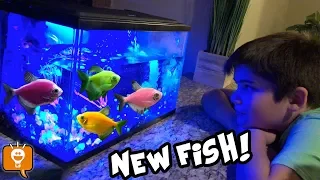 We Get NEW GLOW FISH! Glow in the Dark Pets for HobbyFamilyTV