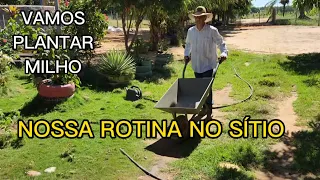 PLANTANDO MILHO + CACHORRO ME DEU UM PREJUÍZO.