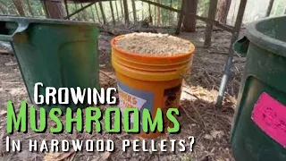 Growing Edible Mushrooms in Hardwood Pellets