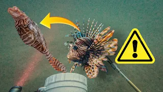 Lionfish Hunting in Destin Florida: ULTIMATE guide to spearing & handling these venomous invaders!